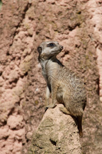 View of a lizard