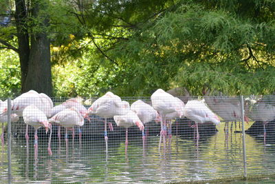 View of birds in lake