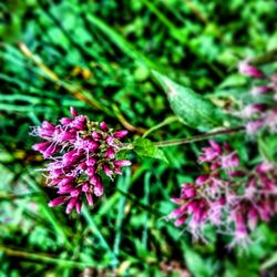 Close-up of purple flowers blooming outdoors