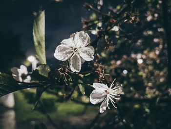 Close-up of fresh white cherry blossoms in spring