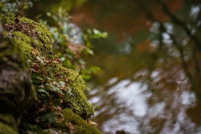 Close-up of moss growing on rock