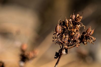 Close-up of wilted flower