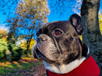 Französische bulldogge