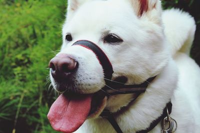 American akita dog wearing a harness.