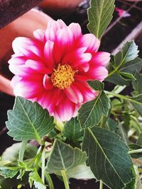 Close-up of pink flowering plant