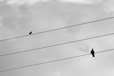 Low angle view of silhouette birds perching on cable