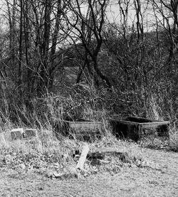 Bare trees on grassy field