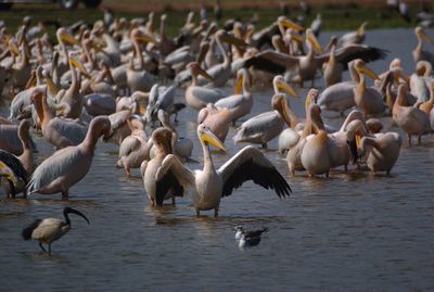 Flock of birds in lake