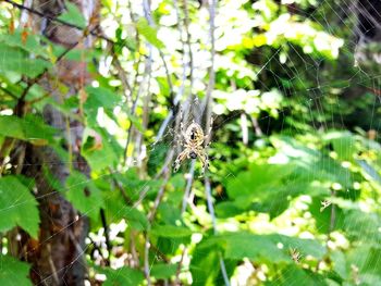 Close-up of spider on web