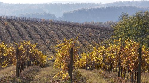 Vineyard against sky
