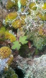 Close-up of moss growing on tree trunk