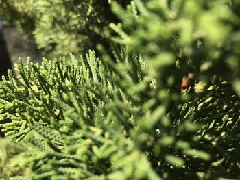 Close-up of pine tree leaves