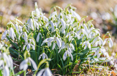 Close-up of white flowering plants on field