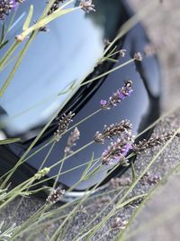 Close-up of purple flowering plant