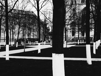 Road by trees in city