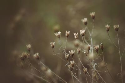 Dry plant, autumn colors