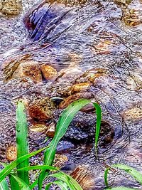 Full frame shot of green plant