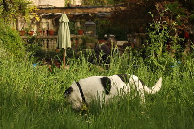 Close-up of dog relaxing on grass