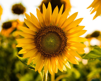 Close-up of sunflower in farm against sky