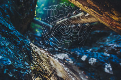 Close-up of spider web on rock