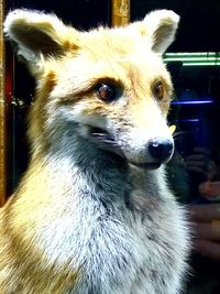 Close-up of a dog looking away