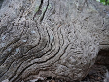 Full frame shot of tree trunk
