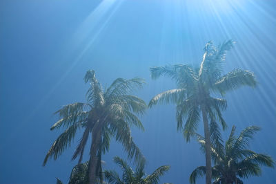 Low angle view of coconut palm tree against blue sky