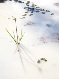 Close-up of white flowering plant