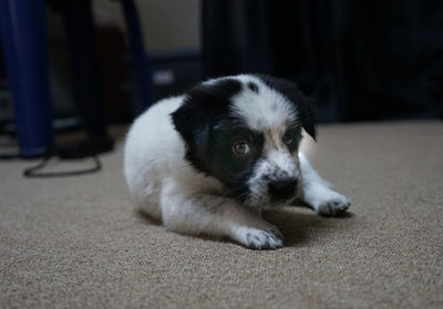 Portrait of dog resting