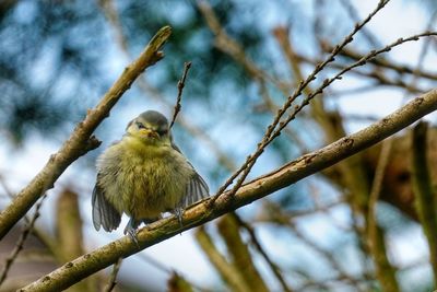 Low angle view of bird perching on branch