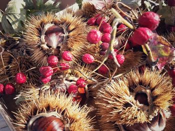 Close-up of bumblebee on plants