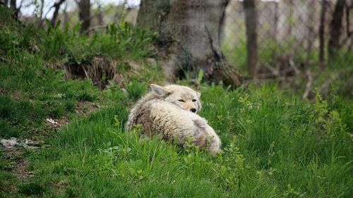 Captive coyote in a field