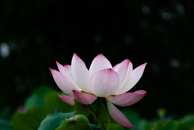 Close-up of pink water lily