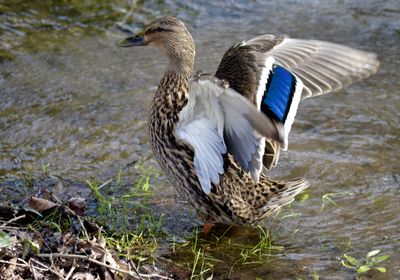 Mallard duck flapping wings at lakeshore