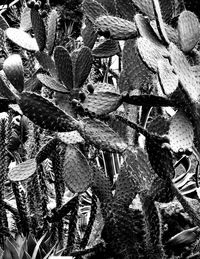 Full frame shot of succulent plants