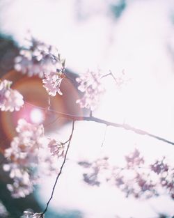 Low angle view of flowers blooming on tree