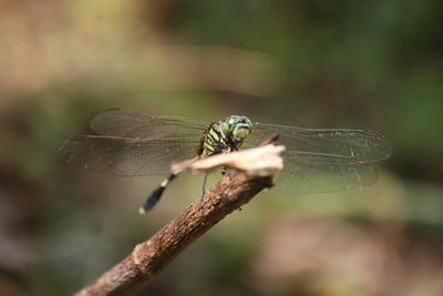 Close-up of dragonfly on plant