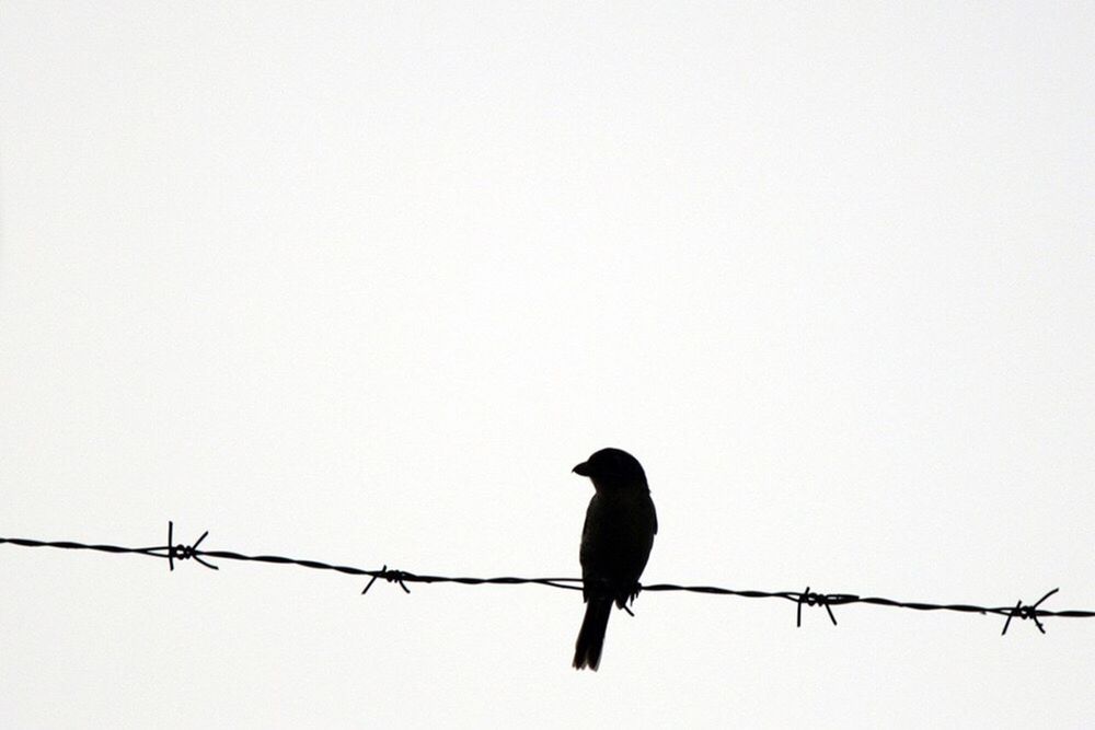 bird, animal themes, animals in the wild, wildlife, perching, clear sky, copy space, low angle view, silhouette, zoology, nature, crow, cable, day, tranquility, avian, tranquil scene