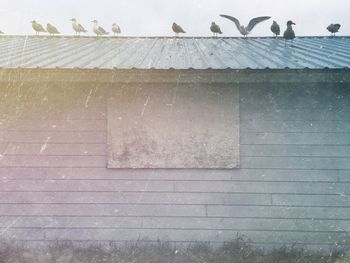 Birds in flight