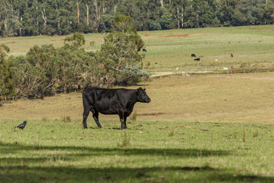 Cows grazing on field