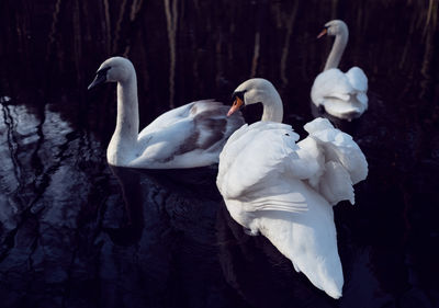 High angle view of swans swimming in lake