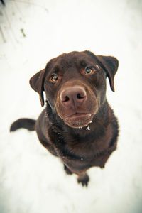 Close-up portrait of dog looking at camera