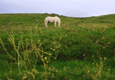 Cows grazing on grassy field