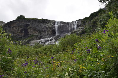 Low angle view of flowering plants on rocks against sky