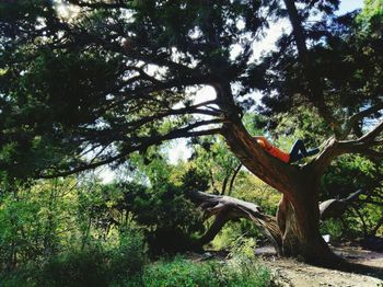 View of a tree