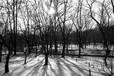Trees on landscape against sky