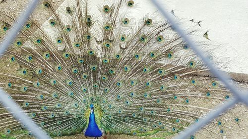 Close-up of peacock