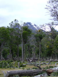 Trees in forest against sky