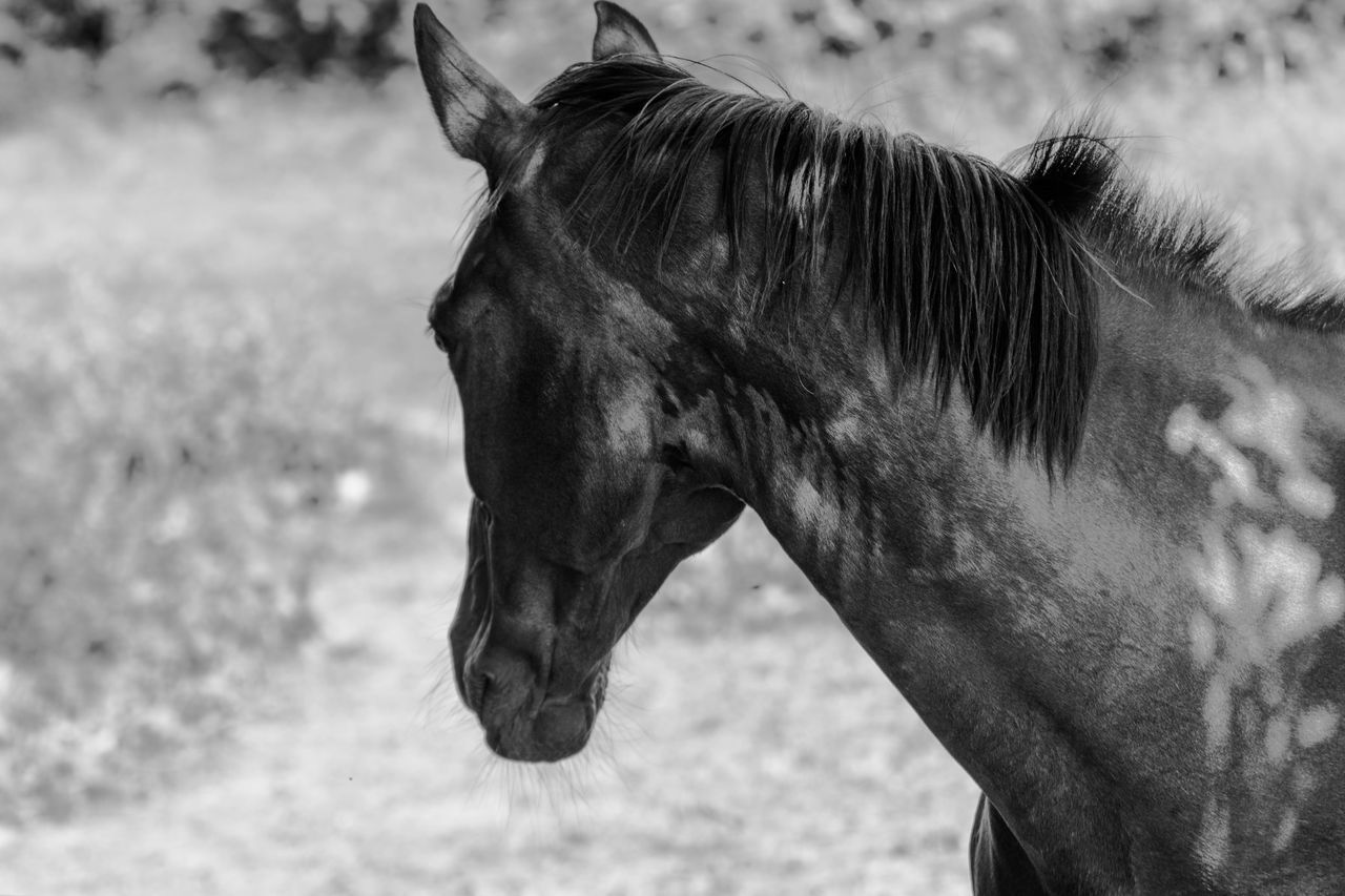 mammal, animal, animal themes, domestic animals, one animal, livestock, vertebrate, animal wildlife, domestic, pets, horse, focus on foreground, field, day, land, herbivorous, side view, no people, nature, working animal, outdoors, animal head, profile view