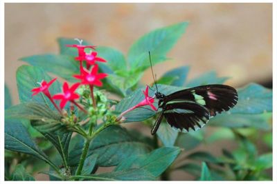 Close-up of butterfly on flower